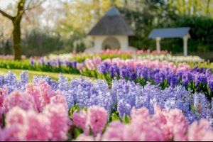  © Keukenhof