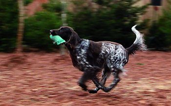 Apport, Jagd und Hund