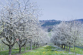 Frühling im Schwarzwald © reinhard sester-fotolia.com