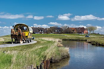 Kutschfahrt auf Hallig Hooge © franke182-stock.adobe.com