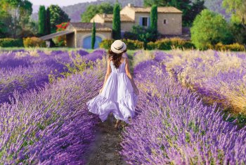 Lavendelblüte in der Provence © Feel good studio - stock.adobe.com