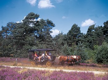 Kutschfahrt in der Lüneburger Heide