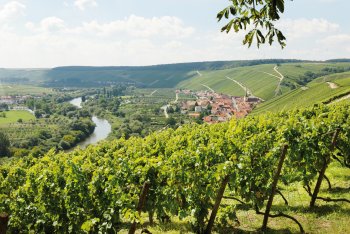 Weinberge und Mainschleife bei Escherndorf © FrankenTourismus/FWL/Hub