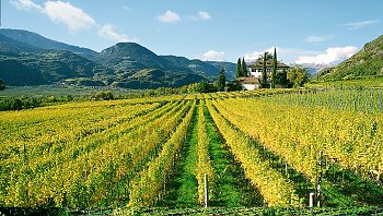 Weinberge an der Südtiroler Weinstraße © TVB Südtirols Süden/Tappeiner AG