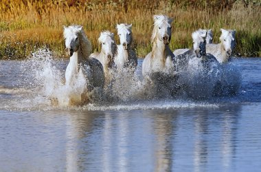  &copy; Jeanne Provost-shutterstock.com/2013