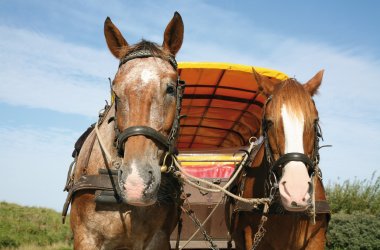  © Schiddrigkeit - fotolia.com