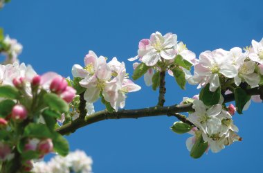  &copy; www.calvados-tourisme.com