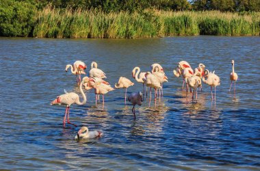  © Kushnirov Avraham - stock.adobe.com