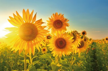  © denis_333-fotolia.com