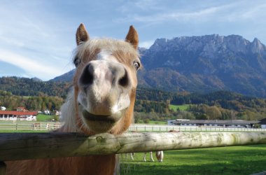  &copy; Fohlenhof Ebbs / Christian Kapfinger