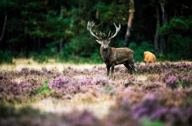  &copy; ysbrandcosijn - stock.adobe.com