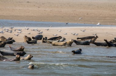  &copy; Wirtschaftsbetriebe der Stadt NSHB Borkum GmbH