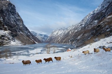  &copy; Øyvind Heen - fjords.com