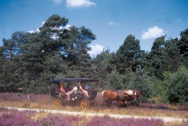 Kutschfahrt in der Lüneburger Heide