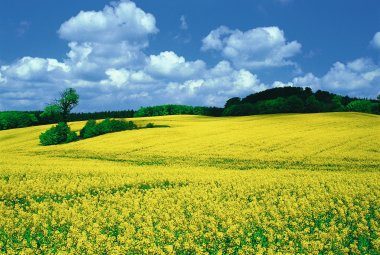 Rapsfeld © Ostsee-Holstein-Tourismus e.V.