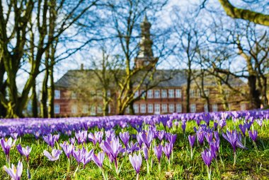 Krokusblüte in Husum © Andreas - stock.adobe.com