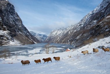Nærøyfjord © Øyvind Heen - fjords.com